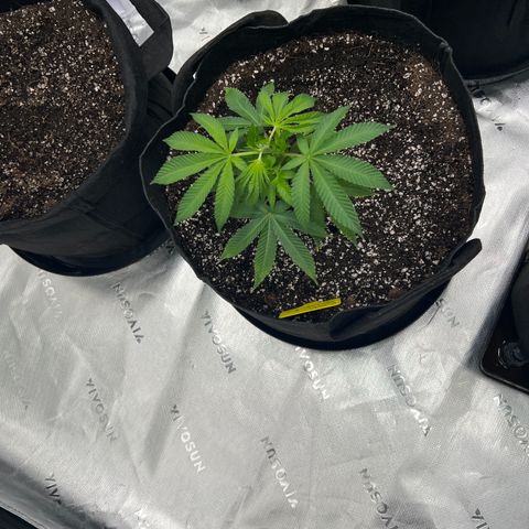 Cali Diesel growlog timeline photo