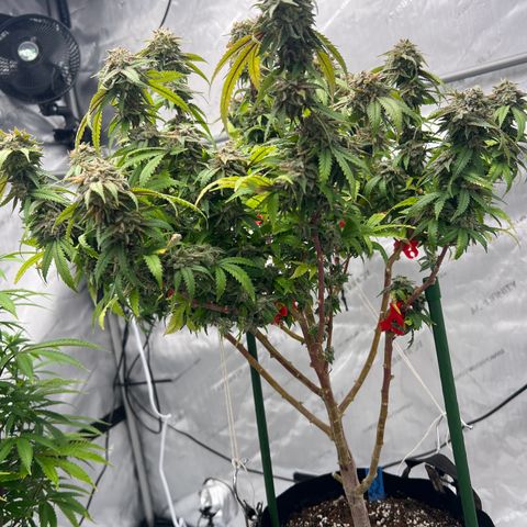 Purple P growlog timeline photo