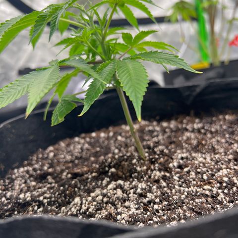 Cali Diesel growlog timeline photo