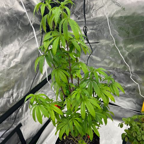 Slurricane Truffles growlog timeline photo