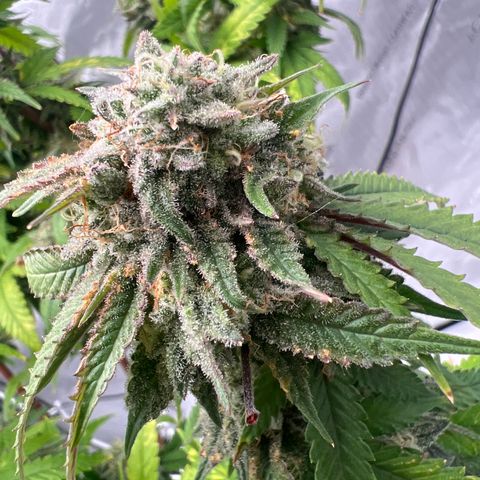 Purple P growlog timeline photo