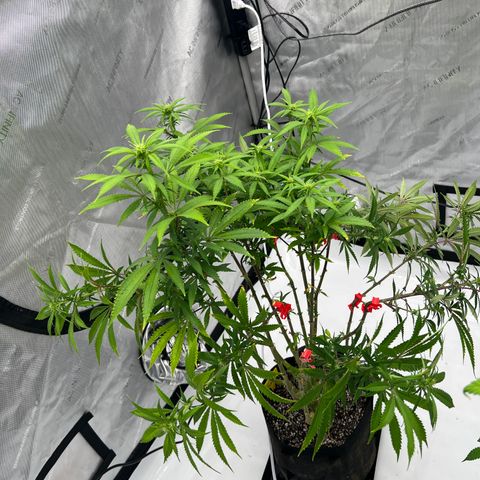 Runtz Muffin growlog timeline photo