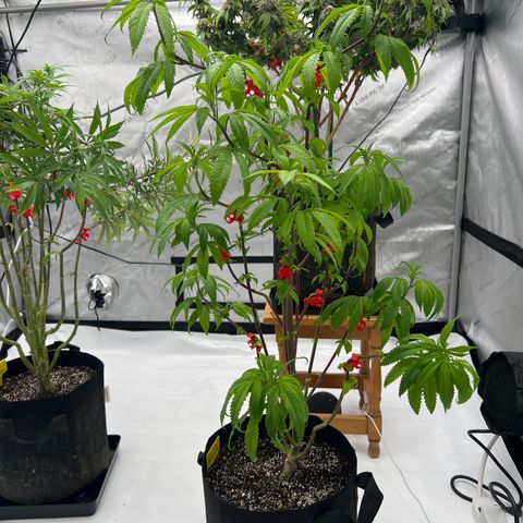 Slurricane Truffles growlog timeline photo