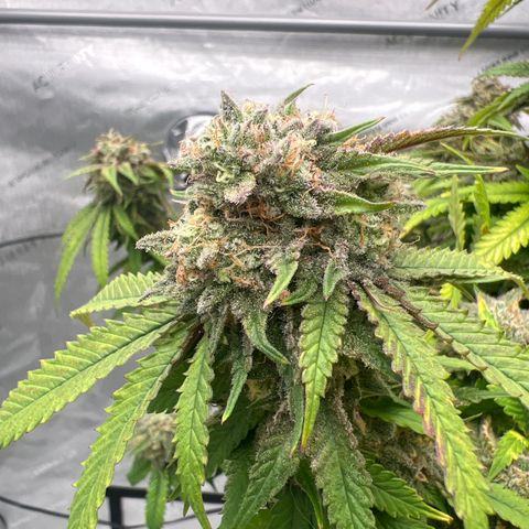 Purple P growlog timeline photo