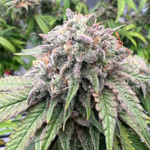 Purple P growlog timeline photo