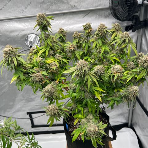 Purple P growlog timeline photo