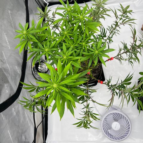Runtz Muffin growlog timeline photo