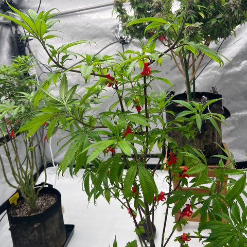 Slurricane Truffles growlog timeline photo