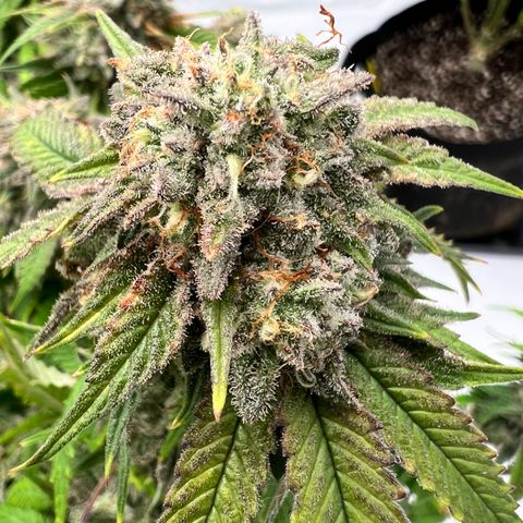 Purple P growlog timeline photo