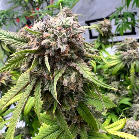 Purple P growlog timeline photo