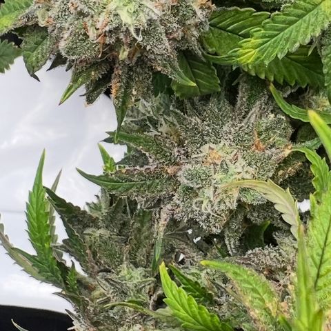 Purple P growlog timeline photo