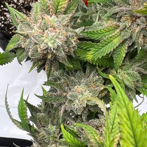 Purple P growlog timeline photo