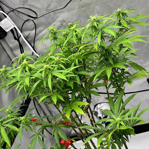 Runtz Muffin growlog timeline photo