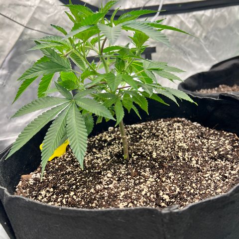 Cali Diesel growlog timeline photo
