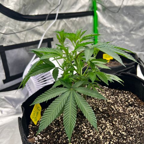 Cali Diesel growlog timeline photo