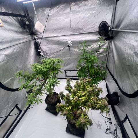 Runtz Muffin growlog timeline photo