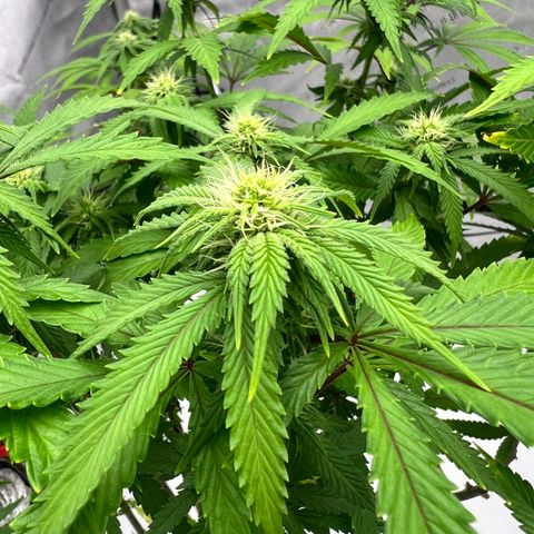 Runtz Muffin growlog timeline photo