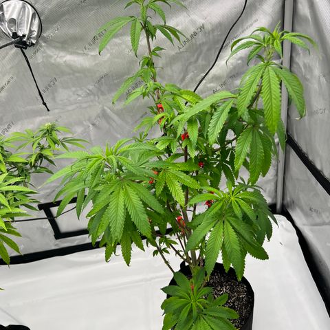 Slurricane Truffles growlog timeline photo