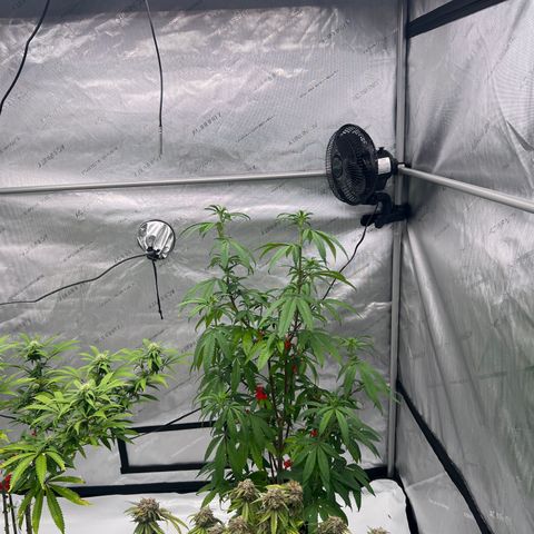 Slurricane Truffles growlog timeline photo