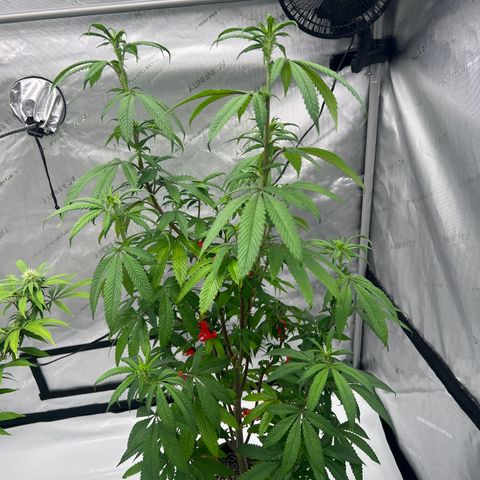 Slurricane Truffles growlog timeline photo