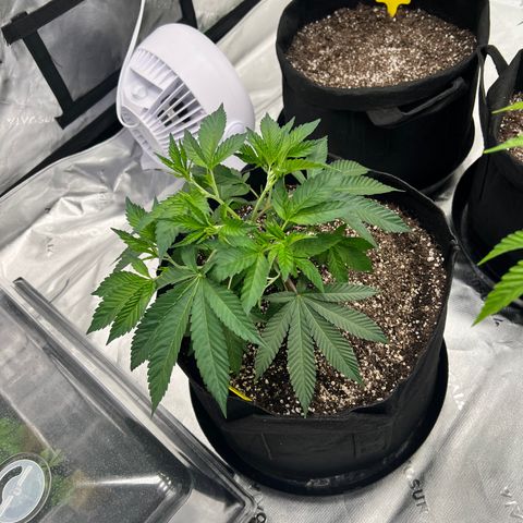 Cali Diesel growlog timeline photo