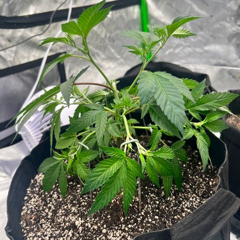 Cali Diesel growlog timeline photo