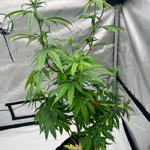 Slurricane Truffles growlog timeline photo