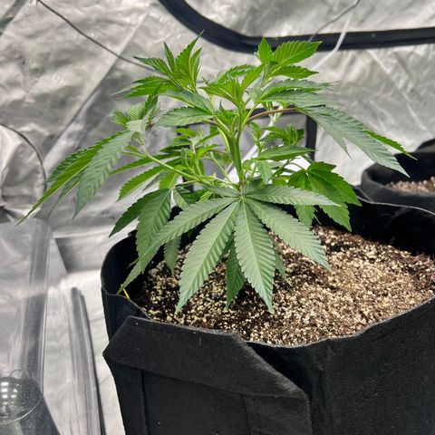 Cali Diesel growlog timeline photo