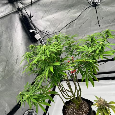 Runtz Muffin growlog timeline photo