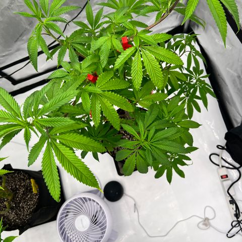 Slurricane Truffles growlog timeline photo
