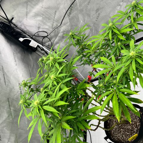 Runtz Muffin growlog timeline photo