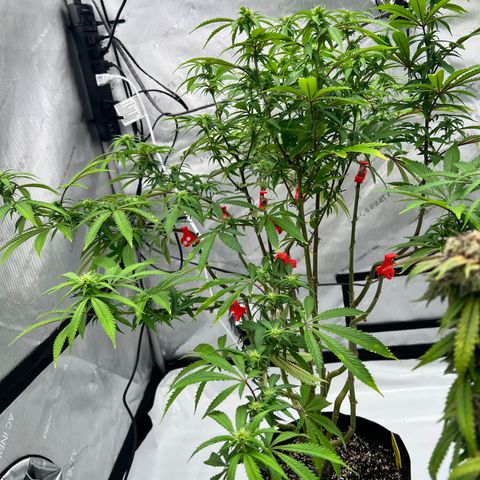 Runtz Muffin growlog timeline photo