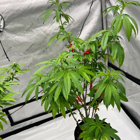 Slurricane Truffles growlog timeline photo