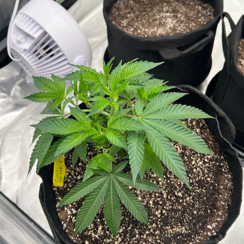Cali Diesel growlog timeline photo