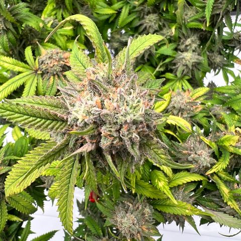 Purple P growlog timeline photo