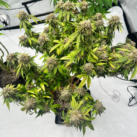 Purple P growlog timeline photo