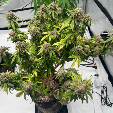 Purple P growlog timeline photo