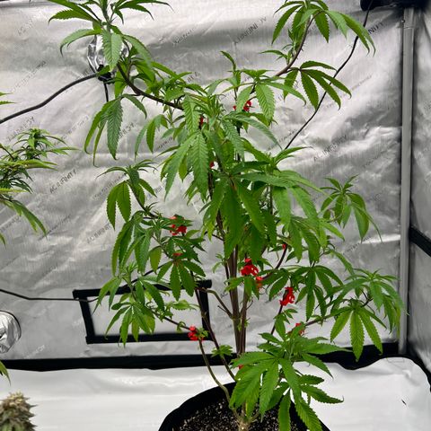 Slurricane Truffles growlog timeline photo