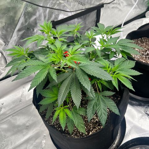 Cali Diesel growlog timeline photo