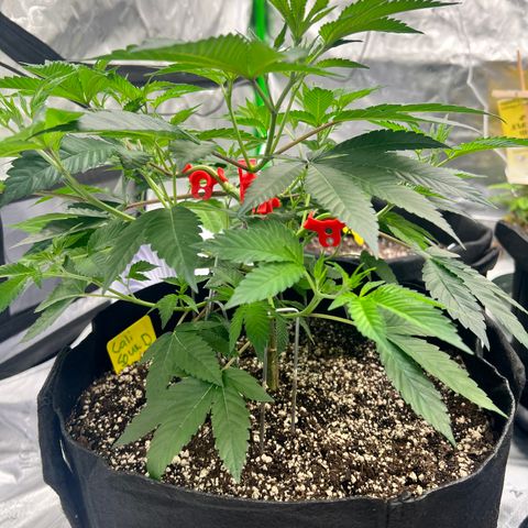 Cali Diesel growlog timeline photo