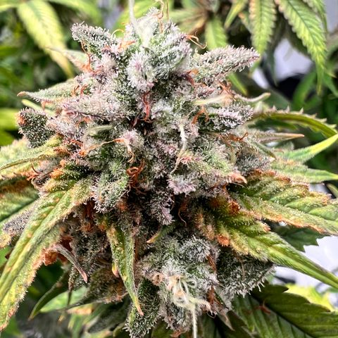 Purple P growlog timeline photo