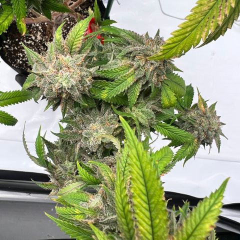 Purple P growlog timeline photo
