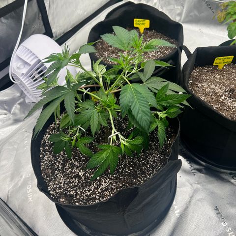 Cali Diesel growlog timeline photo