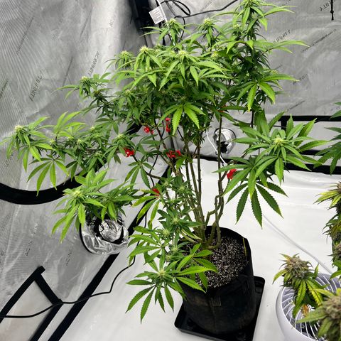 Runtz Muffin growlog timeline photo