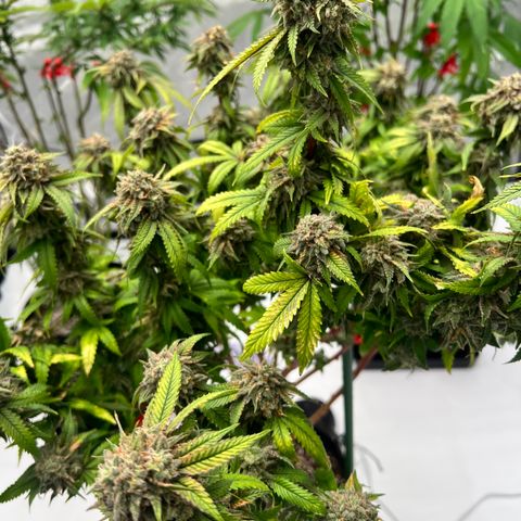 Purple P growlog timeline photo