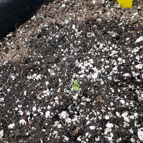 Strawberry Nugget growlog timeline photo