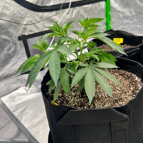 Cali Diesel growlog timeline photo