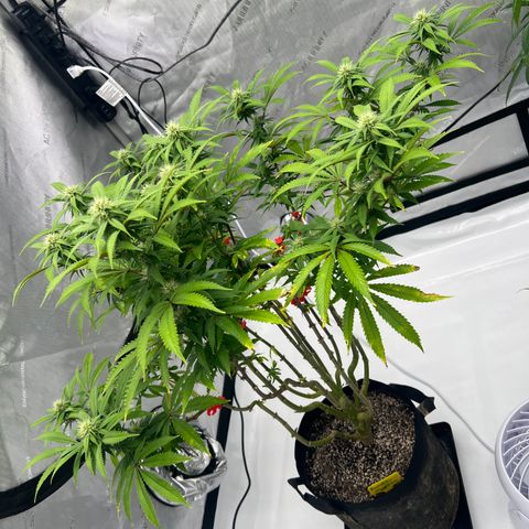 Runtz Muffin growlog timeline photo