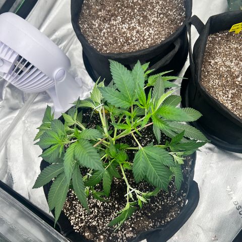 Cali Diesel growlog timeline photo