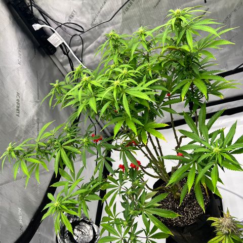 Runtz Muffin growlog timeline photo